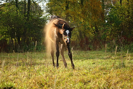 horse, foal, dust, pasture, autumn, rolling, brown