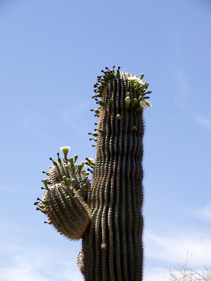 kaktus, cvijet, biljka, priroda, vruće, suha, Arizona