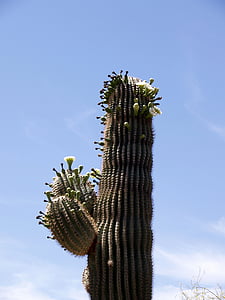 kaktus, cvet, rastlin, narave, vroče, suho, Arizona