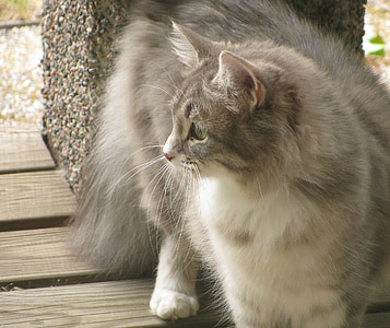 灰色の猫, 夏, ペット, 好奇心が強い, 灰色の猫, 動物