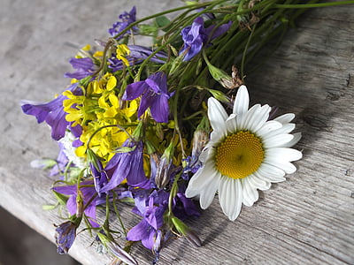 karangan bunga, bunga, bunga dari bidang, Chamomile, hadiah