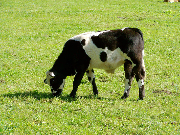 ternera en blanco y negro, ganado, pastos verdes, livestoke, vaca, tejeltehén, Prado