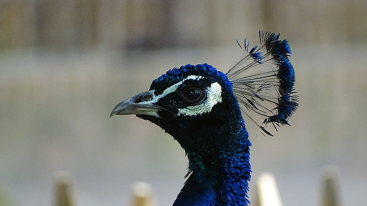 animals, birds, peacock, blue, feather, zoo, close