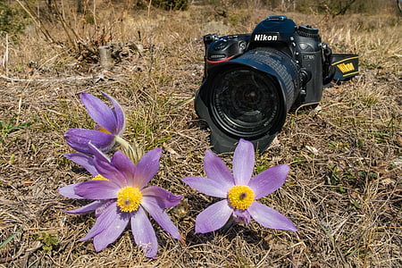 fotoaparát, poniklec, Pulsatilla, kvet, jar, Príroda, pasqueflower
