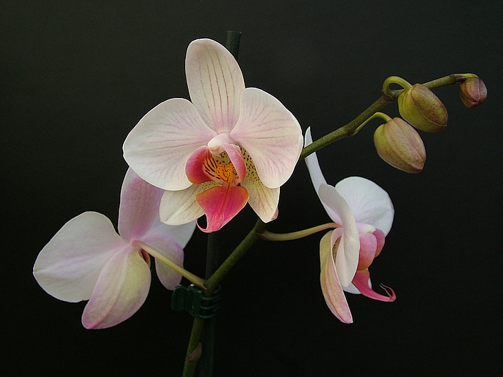 orquídia, Phalaenopsis, flor, pètal, tropical, flor, natura