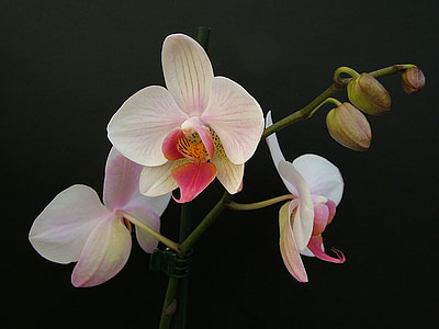 Orhideja, Phalaenopsis, puķe, ziedlapas, tropu, zieds, daba