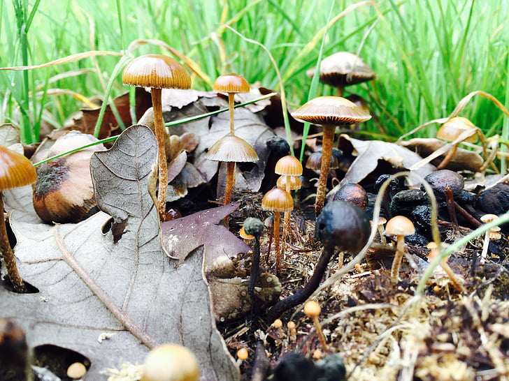 houby, na podzim, víla