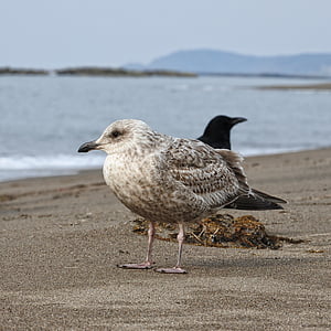 animale, mare, plajă, sea gull, Pescăruşul, Seguro pescarusi, cioară