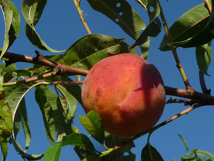 broskyňa, ovocie, Peach tree, broskyne, jesť, šťavnaté, zrelé