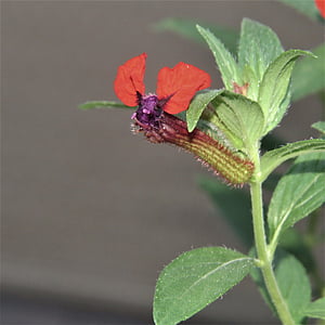 macro, fiore, pipistrello di fronte, rosso e nero