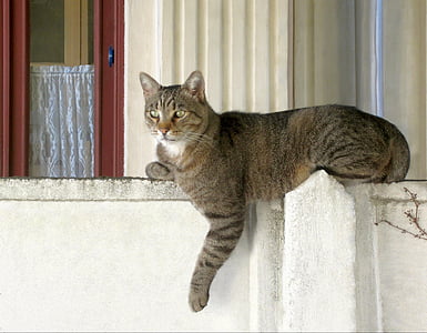 котка, стена, животните, Прозорец, къща, котешки, домашни