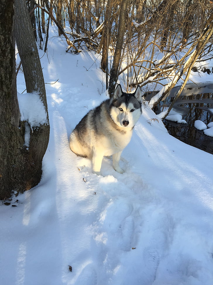 sníh, pes, domácí zvíře, Příroda, bílá, chlad, venkovní