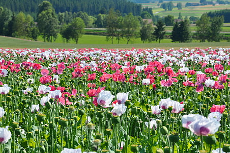 Poppy, mohnfeld berkembang, alam, bunga, musim panas, musim semi, di luar rumah