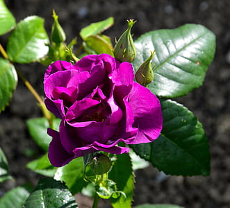 rosebush, màu hồng, Sân vườn, Thiên nhiên, thực vật, Hoa, cánh hoa