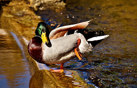 duck, mallard, drake, water bird, duck bird, animals, bird