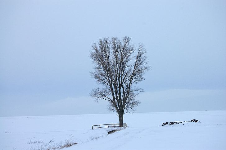 snow, white, cold, death, winter, kahl, tree