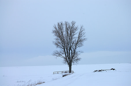 neige, blanc, froide, mort, hiver, Kahl, arbre