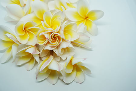 plus d’informations, Dok champa laos, fleurs de frangipanier, fleurs, fleurs blanches, fleurs parfumées, Champa