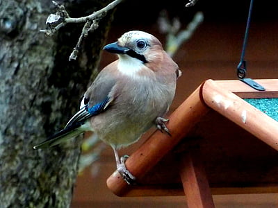 Jay, πουλί, Songbird, κοράκι πουλί, πανίδα, φύση, Κήπος