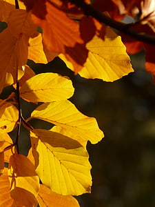 bērzs, Fagus sylvatica, Fagus, lapu koks, zelta rudens, zelta oktobris, rudens