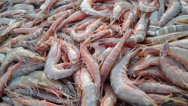 shrimps, food, sea, seafood, raw, fresh
