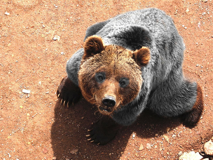 Bjørn, Wildlife, dyr, fauna, Grizzly