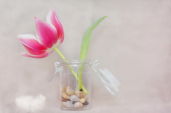 Tulipan, kwiat, różowy biały, wiosna kwiat, wiosna, Wazon, szkło