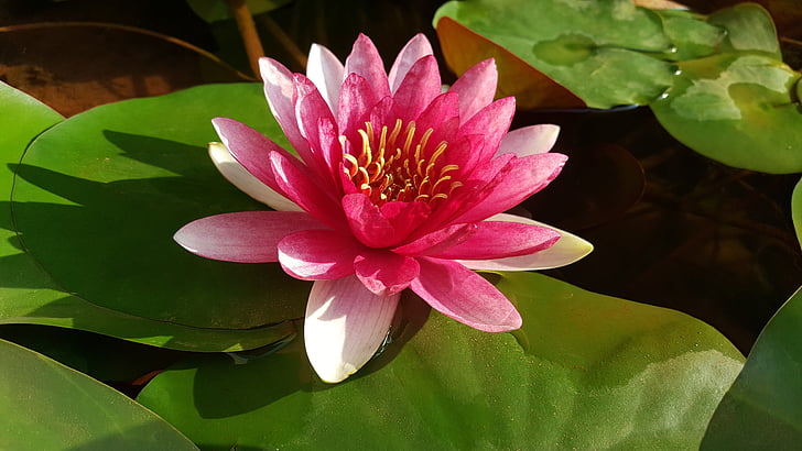 Crveni lotos, Nymphaea alba, Crveni, jutro, biljka, priroda, vodeni ljiljan