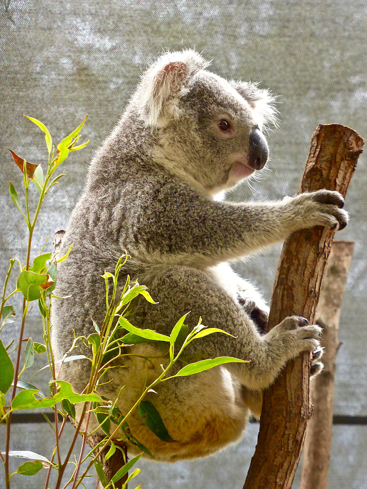Koala, oso de, australiano, eucalipto, lindo, marsupial, flora y fauna