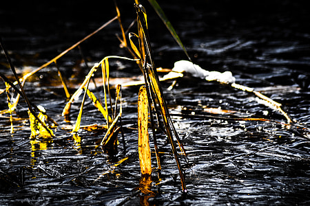 reed, ice, pond, frozen, winter, teichplanze, frost