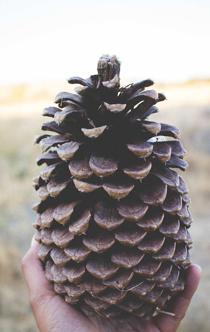 pine cone, huge, brown, big, coniferous, decoration, outdoors