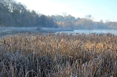 冬, 湖, 霜, 風景, 自然, 氷, 冷凍