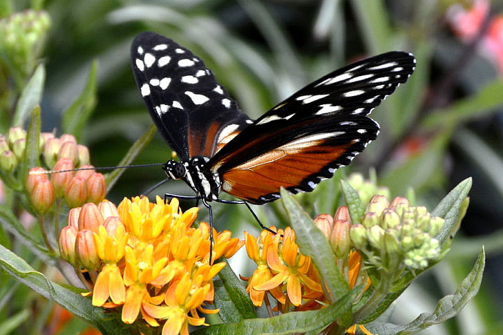 borboleta, inseto, asa, voar, animal, preto, laranja