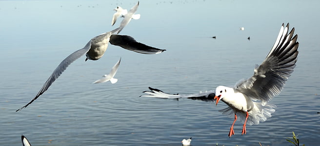 gulls, bird, landing, fly, dom, sky, lake