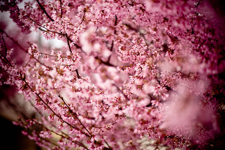 Cerisier japonais, Prunus serrulata, cherry Hill, cerise oriental, cerise est-asiatique, arbre en fleurs, arbre