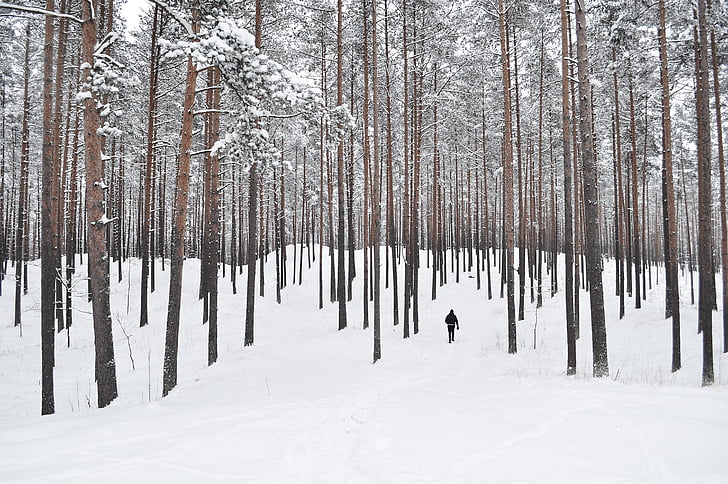 arbres de bosc, neu, bosc, l'hivern, blanc, paisatge, boscos