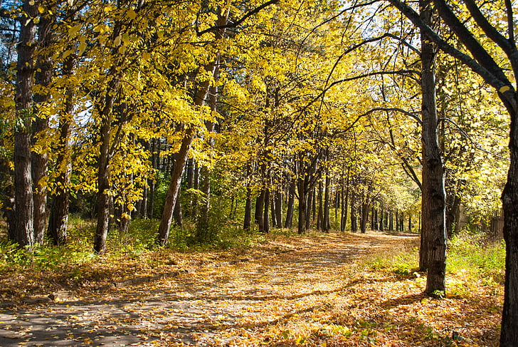 podzim, žluté listy, Les, Příroda, parku