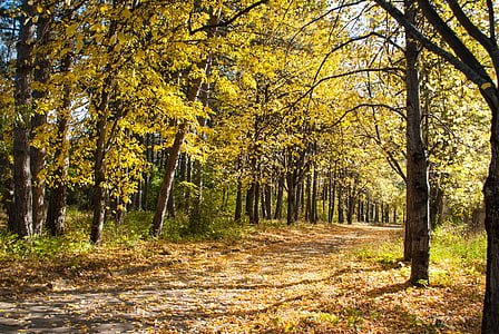 rudens, dzeltens lapām, meža, daba, parks