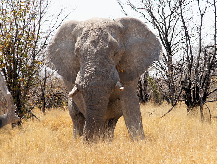 Namibië, reizen, Afrika, olifant, dier, wildernis, nationaal park