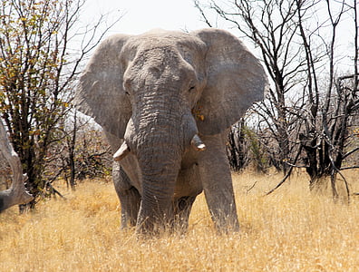 Namibia, perjalanan, Afrika, Gajah, hewan, gurun, Taman Nasional