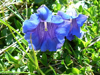 Genciāna, puķe, kalna ziedu, zila, ziedi, rozā vītola genciāna