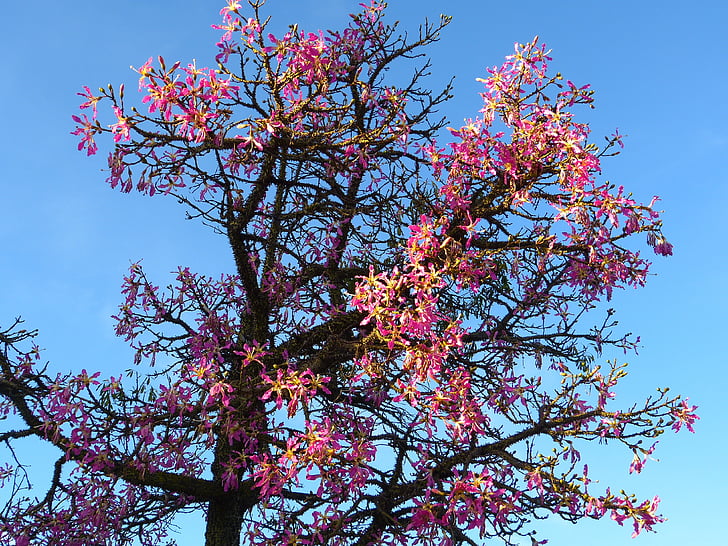 kapokträdet, Ceiba pentandra, Pochote, Blossom, Bloom, Rosa, fly