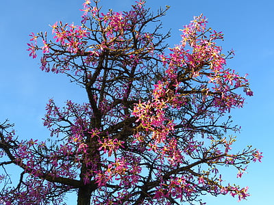 καπόκ δέντρο, pentandra Ceiba, pochote, άνθος, άνθιση, ροζ, διαφυγής