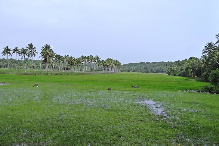 pascolo, basso-terra, bufali, palme da cocco, Goa, India