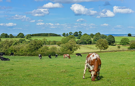 牲畜, 农村, 母牛, 农场, 动物, 农业, 牛