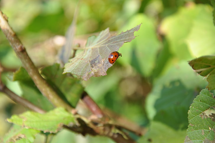 ladybug, insect, garden, flowers, red, green, leaf