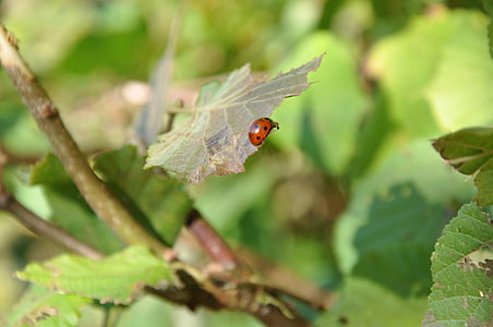 Ladybug, insekt, hage, blomster, rød, grønn, blad
