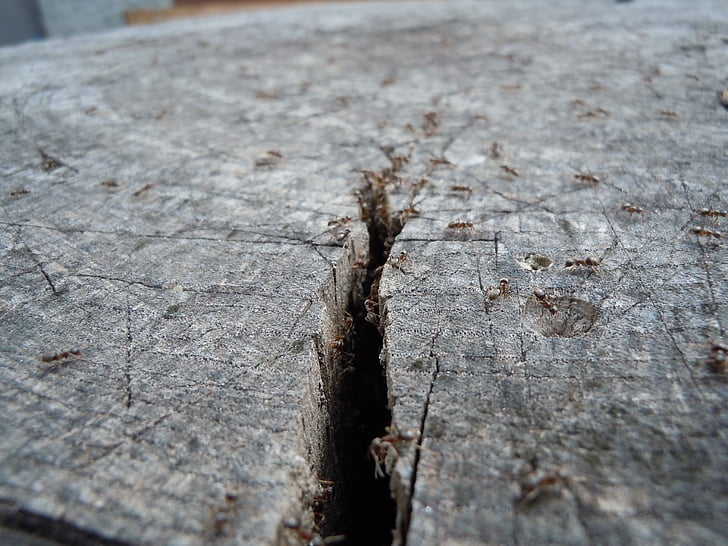 ants, wood, insect, tree, much, close