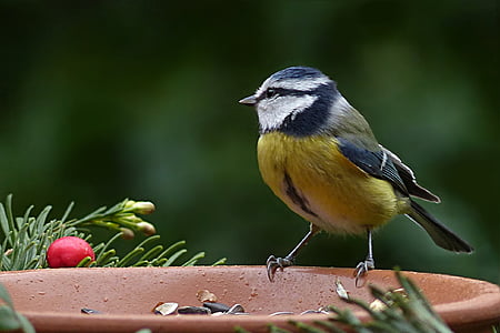 uccello, tit blu, Cyanistes caeruleus, foraggiamento, giardino, un animale, animale della fauna selvatica