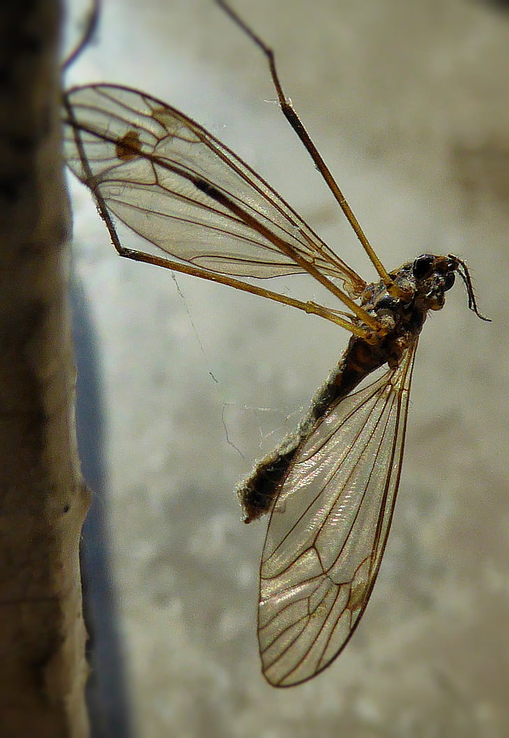 mosquito, macro, asas, Bug